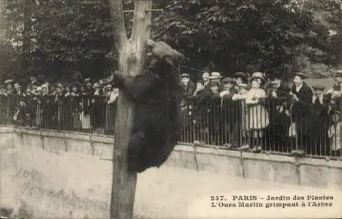 Ak Paris, Jardin des Plantes, Martin Bear Climbing the Tree, Braunbär im Bärenzwinger, Publikum