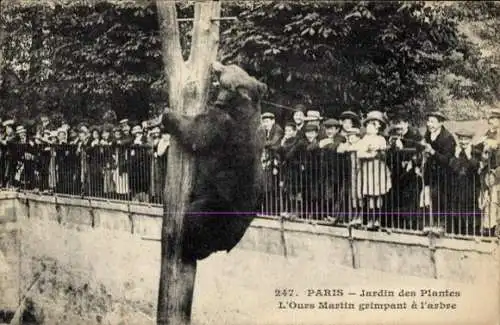 Ak Paris, Jardin des Plantes, Martin Bear Climbing the Tree, Braunbär im Bärenzwinger, Publikum