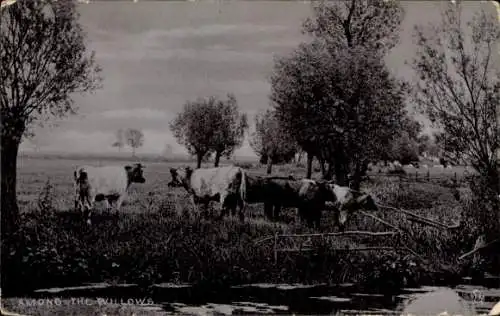 Ak Among the Willows, Kühe