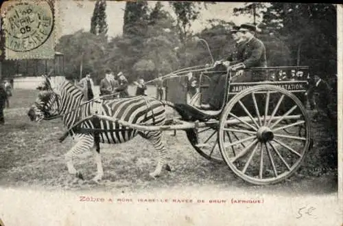 Ak Afrika, Zebre a Robe Isabelle Ravee de Brun, Zebrakutsche