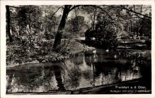 Ak Frankfurt an der Oder, Anlagen, Alte Stadtmauer