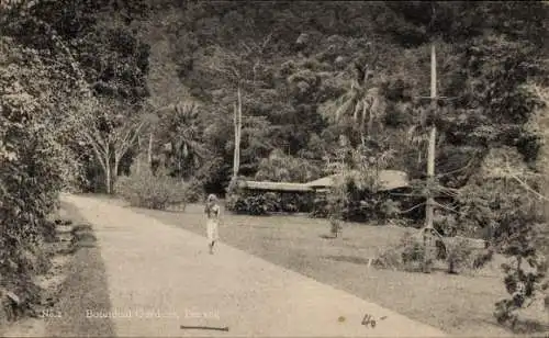 Ak Penang Malaysia, Botanischer Garten