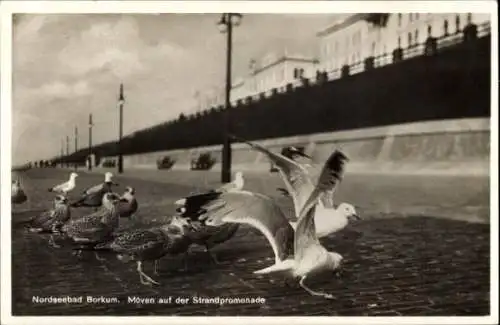 Ak Nordseebad Borkum in Ostfriesland, Strandpromenade, Möwen