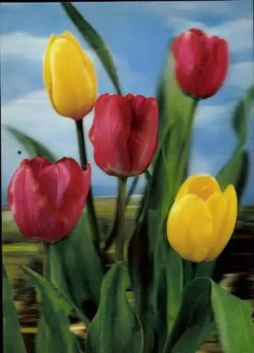 3D Ak Rote und gelbe Tulpen