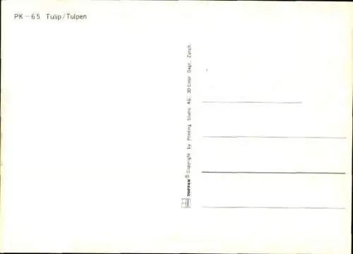 3D Ak Rote und gelbe Tulpen