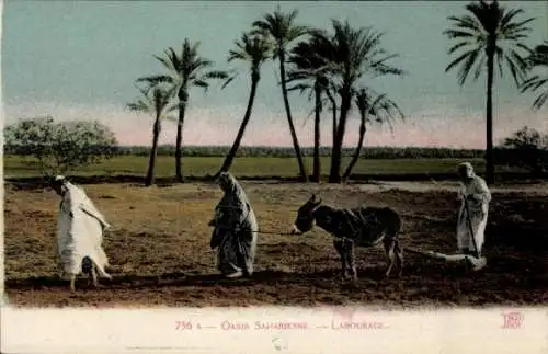 Ak Oasis Saharienne, Labourage, Eselpflug in einer Wüstenoase, Maghreb