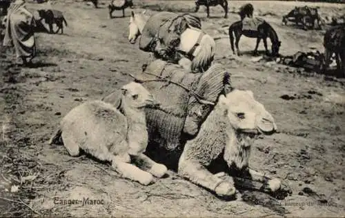 Ak Tanger Marokko, Kamele