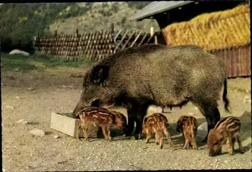 Ak Bad Lauterberg im Harz, Erikabrücke, Oderstausee, Wildfütterung, Wildschweine