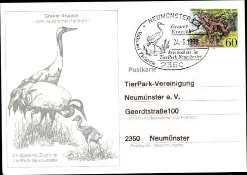 Ak Neumünster in Holstein, TierPark, Grauer Kranich, Zucht