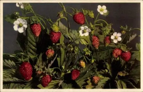 Ak Walderdbeeren, Früchte, Strauch