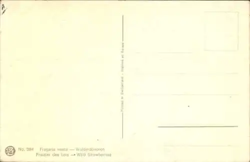 Ak Walderdbeeren, Früchte, Strauch