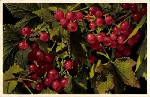 Ak Rote Johannisbeeren, Früchte, Obst, Strauch