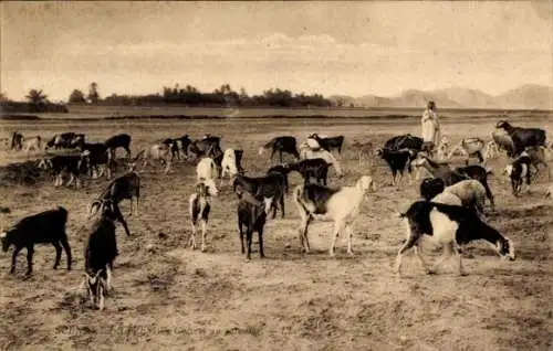 Ak Landwirtschaft, Afrika, Ziegen, Bauer, Maghreb