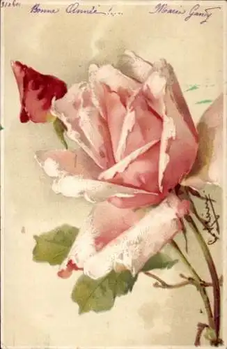 Künstler Litho Klein, Catharina, Blühende Rose