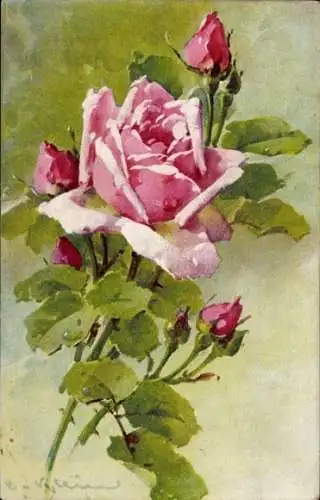 Künstler Ak Catharina Klein,Rosa Rosen, Knospen