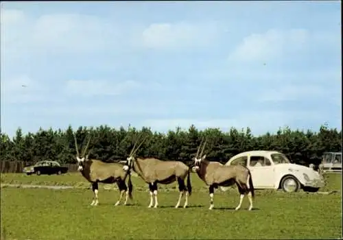 Ak Stukenbrock in Westfalen, Senne-Grosswild-Safari, Oryx-Antilopen, VW Käfer