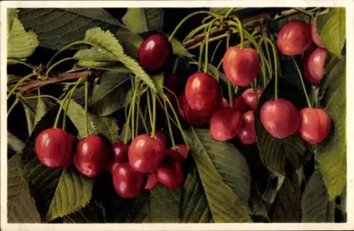 Ak Früchte, Obstbaum, Süßkirschen