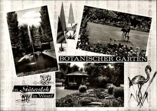 Ak Gütersloh in Westfalen, Botanischer Garten, Flamingos, Fontäne