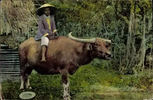 Ak Manila Philippinen, Carabao, Beast of Burden, Arbeitstier