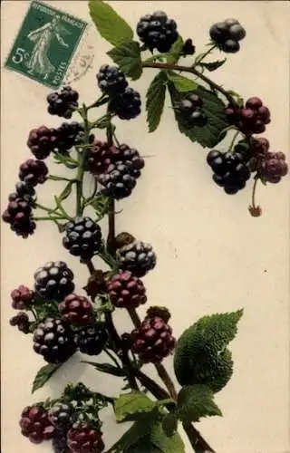 Ak Rubus Brombeeren, Obst