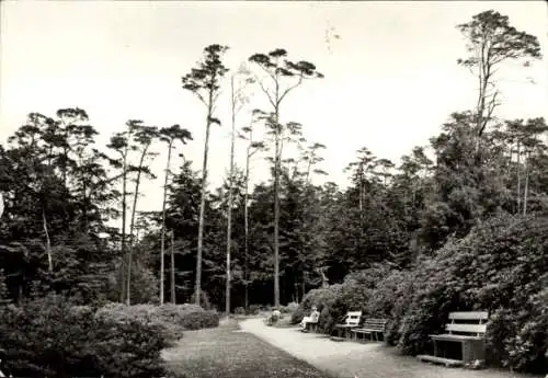 Ak Ostseebad Graal Müritz, Rhododendronpark