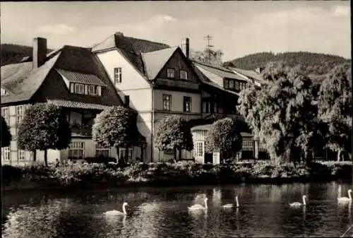 Ak Ilsenburg im Harz, HO-Hotel Zu den roten Forellen, Schwäne