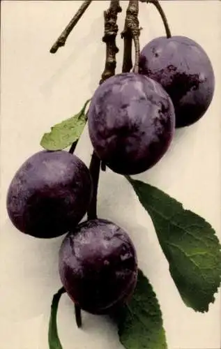 Ak Reife Pflaumen am Ast, Zwetschgen, Grüne Blätter, Obst