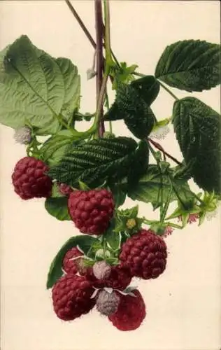 Ak Himbeere, Früchte, Blüte, Blätter, Stillleben