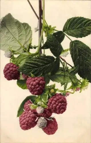 Ak Himbeere, Früchte, Blüte, Blätter, Stillleben