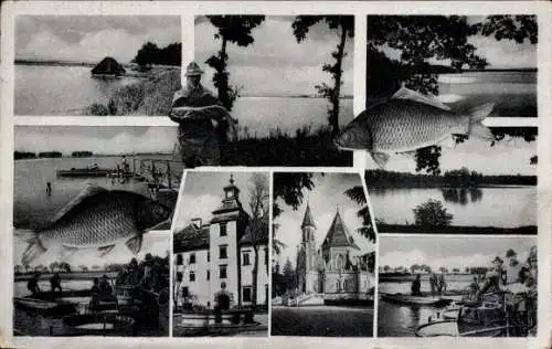 Ak Třeboň Wittingau Südböhmen, Angler, Karpfen, Fischbassins, Bootshafen, Kirche, Rathaus