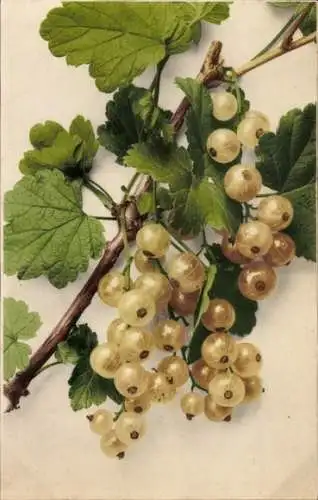 Ak Früchte, Johannisbeeren, Blätter