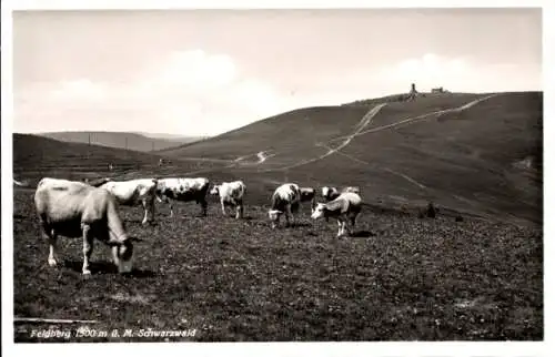 Ak Feldberg im Schwarzwald, Kühe