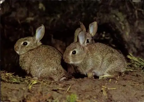 Ak Wildkaninchen, DJH Spendenkarte