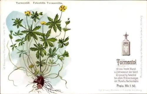 Litho Mundwasser Tormentol, Potentilla Tormentilla, Kneippsche Pflanzenbilder