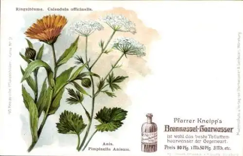 Litho Reklame, Pfarrer Kneipp Brennessel Haarwasser, Ringelblume