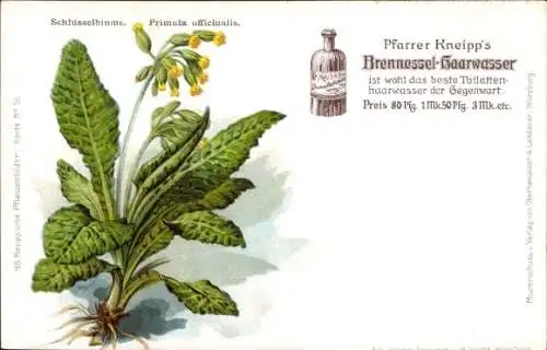 Litho Reklame, Pfarrer Kneipp Brennessel Haarwasser, Schlüsselblume