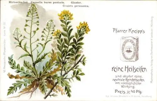 Litho Reklame, Pfarrer Kneipp reine Heilseifen, Hirtentäschel, Ginster