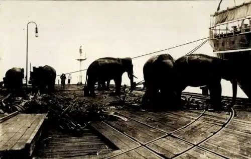 Foto Ak Singapur, Arbeits-Elefanten im Hafen