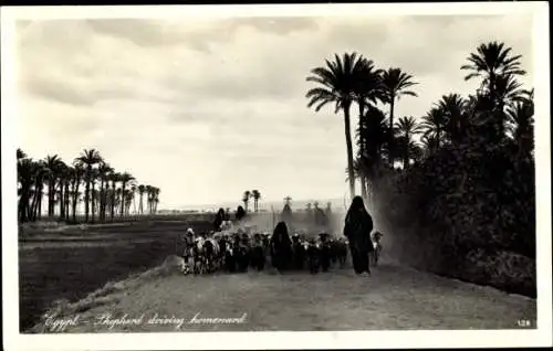 Ak Cairo Kairo Ägypten, Hirte mit Schafherde auf dem Heimweg