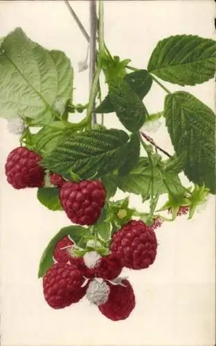 Ak Himbeere, Früchte, Blüte, Blätter, Stillleben