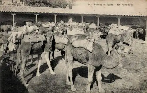 Ak Maghreb, Kamele, Pferde, Sattel