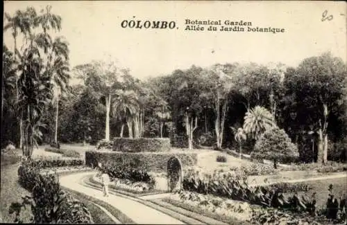 Ak Colombo Ceylon Sri Lanka, Botanischer Garten