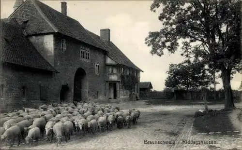 Ak Riddagshausen Braunschweig in Niedersachsen, Schafherde