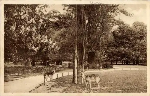 Ak Kirchrode Hannover in Niedersachsen, Tiergarten