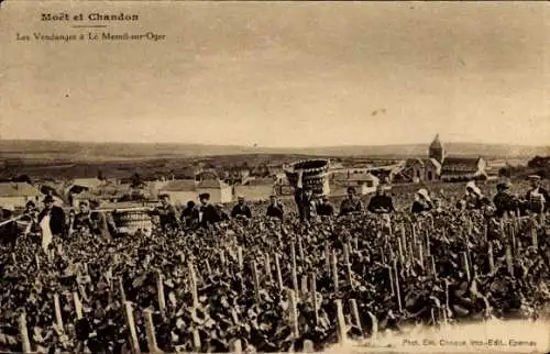 Ak Moet et Chandon, Champagne, Les Vendanges à le Mesnil sur Oger, Weinlese