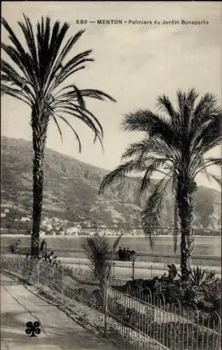 Ak Menton Alpes Maritimes, Palmen des Bonaparte-Gartens