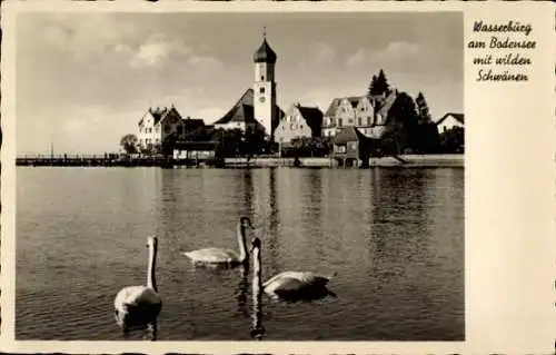 Ak Wasserburg am Bodensee Schwaben, Teilansicht, Schwäne