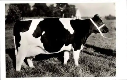 Ak Ostfriesische Pr.-Kuh Juane 479087, DLG Schau Köln 1960 1a-Preis