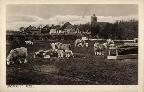 Ak Oosterend Texel Nordholland Niederlande, Schafe auf der Wiese, Ort