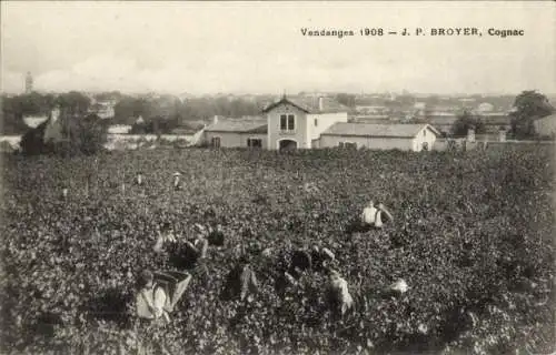 Ak Cognac Charente, Weinlese 1908, J. P. Broyer